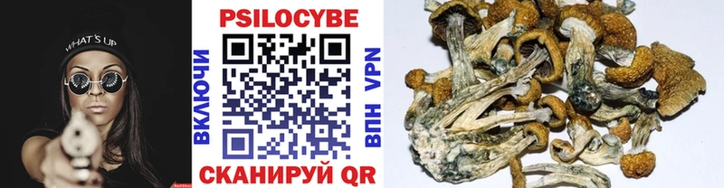 купить   Орехово-Зуево  OMG вход  Псилоцибиновые грибы Psilocybe 